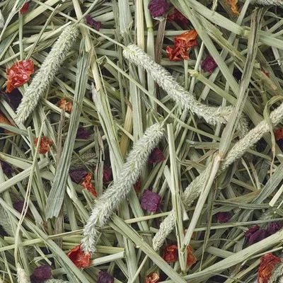 Fân timothy sfeclă și roșie Versele-Laga Nature 500 g