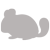 chinchilla